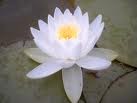 Yin Yoga